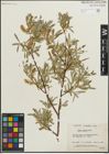 Foto von Salix lemmonii Bebb